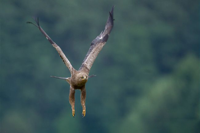 عقاب تالابی كوچک